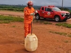 Bombeiros resgatam cobra caninana em empresa de produção agrícola