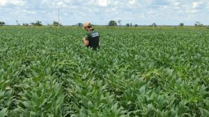 Braquiária eleva produtividade da soja em até 15% e melhora saúde do solo, aponta estudo da Embrapa