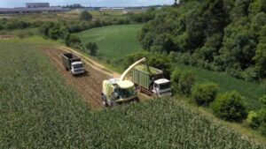 Silagem mal feita pode virar prejuízo na seca; especialista lista cuidados