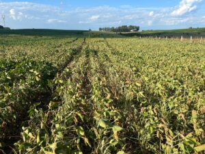 Calor extremo reduz produtividade da soja e acende alerta para safra no Brasil, aponta FAO