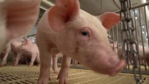 ABCS lança campanha para incentivar o consumo de carne suína no Brasil