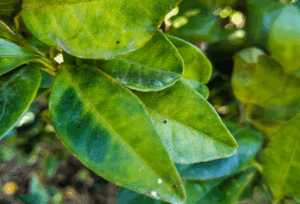 Combate ao greening: um ano de cerco à planta que destrói pomares de laranja