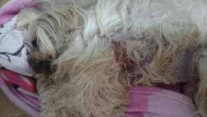Prefeitura notifica pet shop investigado após denúncia de maus-tratos a animal