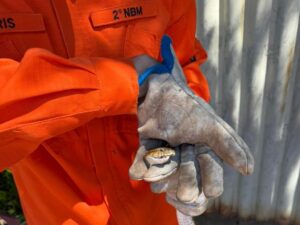 Corpo de Bombeiros captura cobra jararaca em residência em Confresa