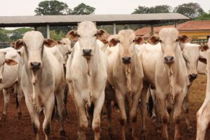 Preço da arroba do boi gordo: mercado segue pressionado com incertezas nas exportações