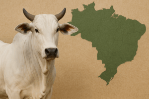 Preços do boi gordo: acompanhe as cotações da arroba e do atacado