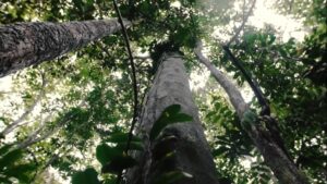 Novo manual pode mudar ações por dano ambiental no campo; entenda
