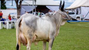 Guzerá avança no cruzamento industrial com foco em carne e leite; confira