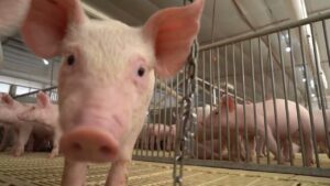 Ministério da Agricultura estabelece novas regras para saúde animal