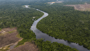 Desmatamento na Amazônia cai 61,4% em maio de 2026, aponta Deter