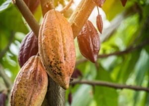 Genética e nutrição podem elevar em até 32% a produtividade do cacau, aponta estudo