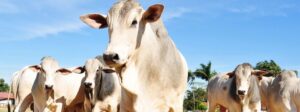 Dia de Campo apresenta estratégias para recuperar pastagens degradadas com foco na pecuária