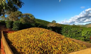 Colheita de café avança no Brasil, mas segue abaixo do ritmo histórico