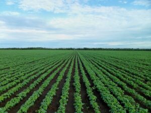 Soja Brasil convida produtores a votarem sobre prioridades para a próxima safra