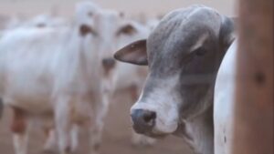 Rússia reconhece status sanitário do Brasil e amplia mercado para o agro