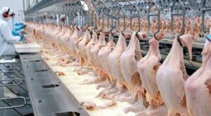 Exportação de frango bate recorde e receita mensal ultrapassa R$ 5 bilhões