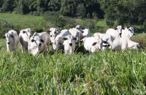 Brasil projeta redução de até 92,6% nas emissões da pecuária até 2050