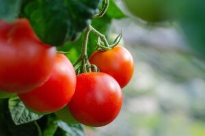Melhor Tomate do Brasil 2027 terá inscrições abertas em janeiro; veja como participar