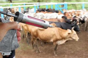 Setor de saúde animal fecha 2025 com receita recorde de R$ 12,8 bilhões