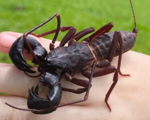Conheça cinco animais invertebrados que ajudam a manter o equilíbrio do Pantanal