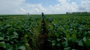 Estudo da FAO aponta que bioinsumos podem reduzir custos no campo