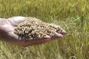 Entre fundamentos mais sólidos e novas incertezas: o delicado ponto de inflexão do mercado de arroz