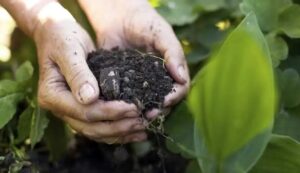 Mercado de bioinsumos movimenta R$ 6,2 bilhões e amplia espaço nas lavouras