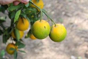 Brotações avançam até 80% no segundo semestre e elevam risco de greening