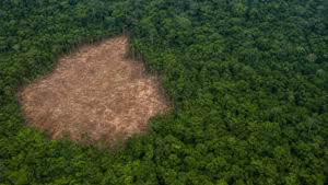 Imazon aponta queda de 10% no desmatamento da Amazônia no primeiro semestre