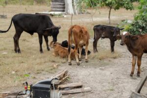 Justiça impede leilão de propriedade rural de idosos avalistas de empréstimo em banco