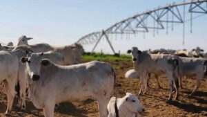 Irrigação de pastagens: quando o investimento traz retorno ao pecuarista?