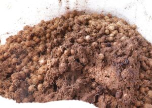 Você viu? Caroço de açaí vira nanofertilizante e eleva crescimento do sorgo em 164%