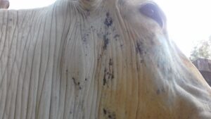 Hematoma ou abscesso? Veterinário explica como identificar a lesão em bovinos