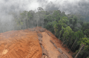 MP do Trabalho investiga sumiço de trabalhador rural em fazenda na divisa entre Mato Grosso e PA