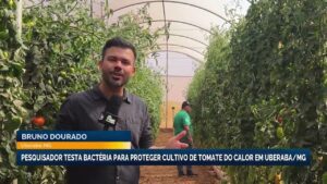 Pesquisador testa bactéria para proteger cultivo de tomate em Minas Gerais
