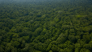 Países Baixos anunciam US$ 500 milhões para fundo florestal criado pelo Brasil