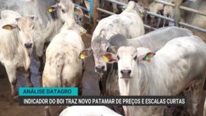 Boi gordo se aproxima de R$ 380 por arroba com oferta restrita e demanda externa